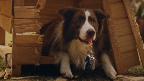 RAM / Dog house RAM / Dog house